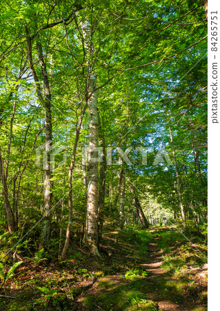 Take a walk through the northern Yatsugatake moss forest 84265751