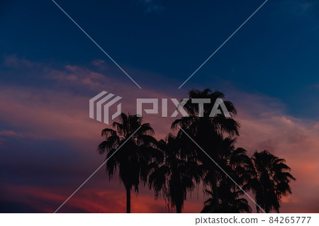 coconut palm tree with sky at sunset 84265777