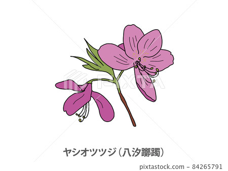 [縣花]八潮杜鵑花（八鹽杜鵑花）櫪木縣 84265791