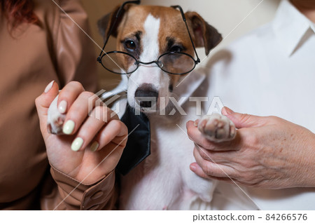 Two women holding a dog jack russell terrier with glasses. 84266576