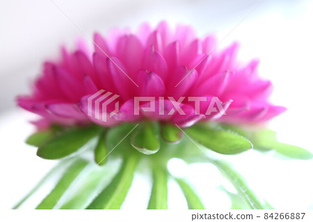 Divine flower 84266887