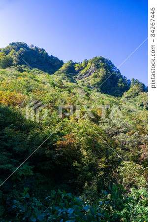 Autumn-colored mountain surface, autumn leaves, yellow leaves, morning, fine weather Autumn-colored mountain surface, autumn leaves, yellow leaves, morning, fine weather 84267446