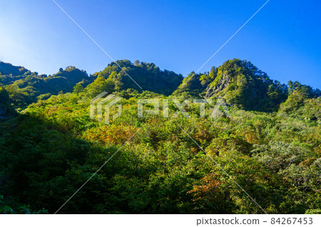 Autumn broad-leaved forest, clear autumn leaves, yellow leaves Autumn broad-leaved forest, clear autumn leaves, yellow leaves 84267453