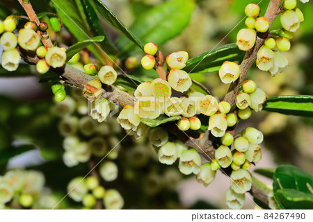 Eurya emarginata flower with a strong odor and insects gather 84267490
