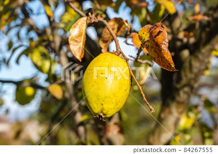 Fruit of quince 84267555