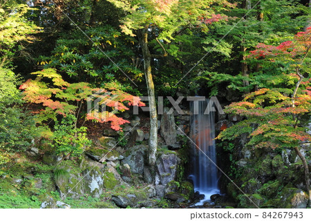 Maple and small waterfall that have begun to color Midoridaki 84267943