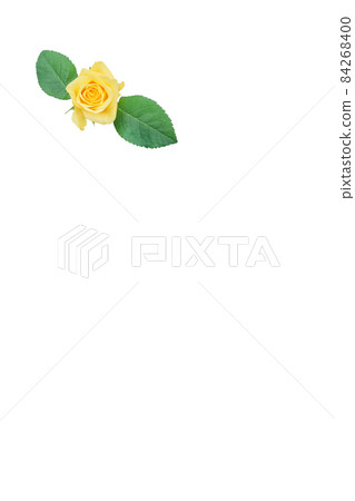 Rose yellow yellow rose yellow rose rose rose Rose yellow yellow rose yellow rose rose rose 84268400