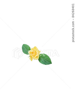 Rose yellow yellow rose yellow rose rose rose Rose yellow yellow rose yellow rose rose rose 84268401
