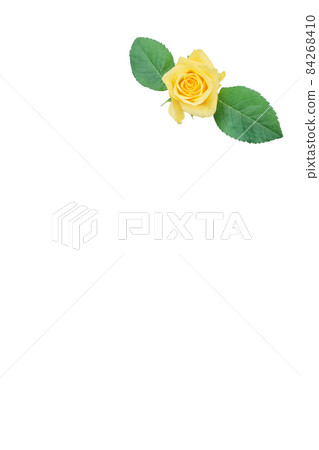 Rose yellow yellow rose yellow rose rose rose 84268410