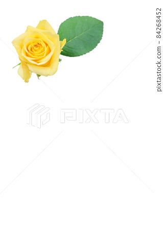 Rose yellow yellow rose yellow rose rose rose 84268452
