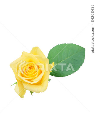 Rose yellow yellow rose yellow rose rose rose 84268453