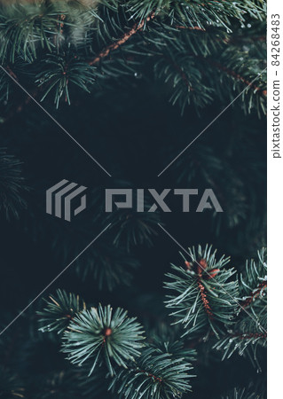 closeup of pine branches with dark copy space closeup of pine branches with dark copy space 84268483