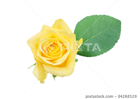 Rose yellow yellow rose yellow rose rose rose 84268529