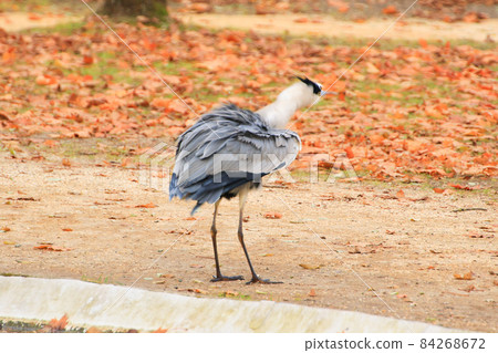 gray heron near a pond in Autumn season 84268672