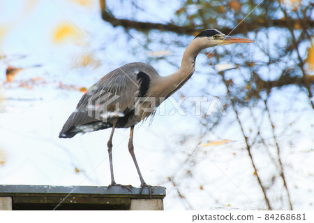 gray heron near a pond in Autumn season 84268681