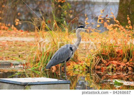 gray heron near a pond in Autumn season 84268687