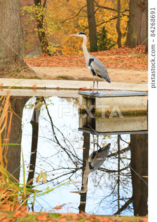 gray heron near a pond in Autumn season 84268691