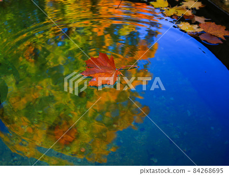 October Atumn Maple Leaf floating on water 84268695