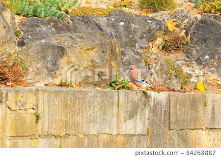 Garrulus glandarius. Bird in autumn colors. The wild nature of the Germany. Beautiful and colorful autumn. 84268887