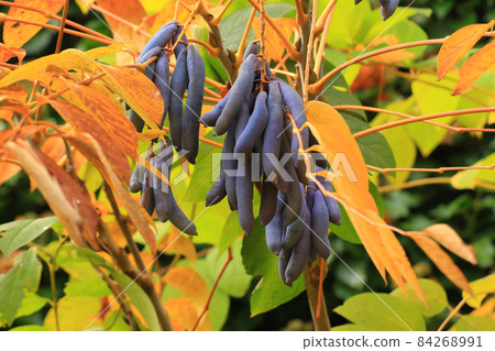 Decaisnea fargesii, Blue Sausage Fruit, Lardizabalaceae family. West China 84268991