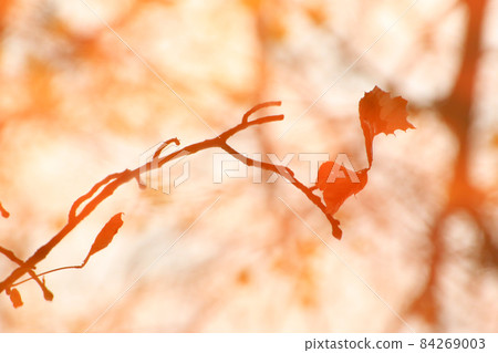 abstract image of autumn branches and leaves reflected in a pond 84269003