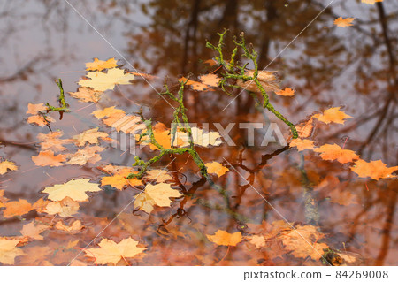 October Autumn Maple Leaf floating on water 84269008