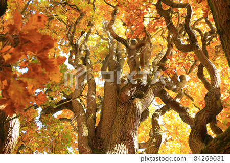 old oak tree branches in autumn season in .Herzog park, Regensburg, Oberpfalz, Bayern, Germany 84269081