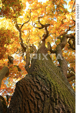 old oak tree branches in autumn season in .Herzog park, Regensburg, Oberpfalz, Bayern, Germany 84269087