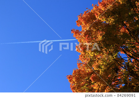 Beautiful autumn landscape with colorful foliage in the park. 84269091