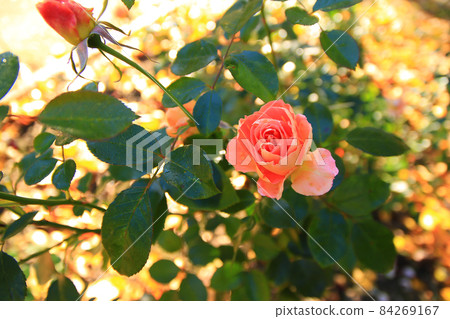 Beautiful red rose in a garden in Autumn season Beautiful red rose in a garden in Autumn season 84269167