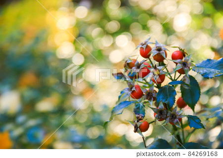 Red rosehip berries on a branch. In the garden in early autumn Red rosehip berries on a branch. In the garden in early autumn 84269168