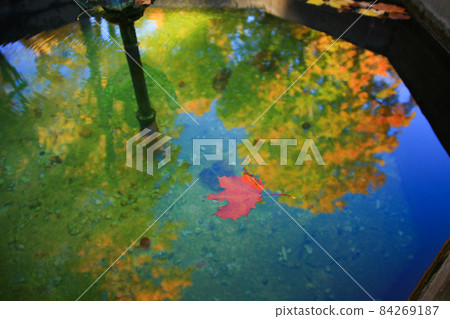 October Autumn Maple Leaf floating on water 84269187
