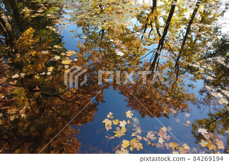 October Autumn Maple Leaf floating on water 84269194