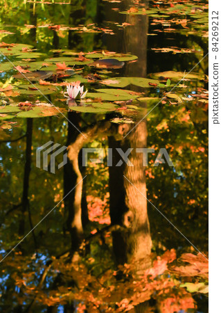Picturesque leaves of water lilies and colorful maple leaves on water in pond, autumn season, autumn background 84269212