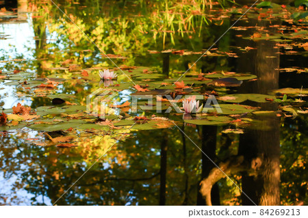 Picturesque leaves of water lilies and colorful maple leaves on water in pond, autumn season, autumn background 84269213