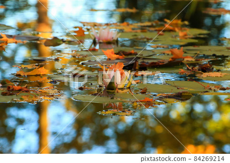 Picturesque leaves of water lilies and colorful maple leaves on water in pond, autumn season, autumn background 84269214