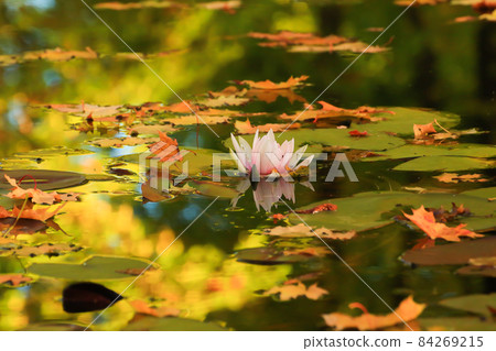 Picturesque leaves of water lilies and colorful maple leaves on water in pond, autumn season, autumn background 84269215