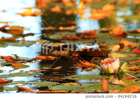 Picturesque leaves of water lilies and colorful maple leaves on water in pond, autumn season, autumn background Picturesque leaves of water lilies and colorful maple leaves on water in pond, autumn season, autumn background 84269216