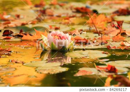 Picturesque leaves of water lilies and colorful maple leaves on water in pond, autumn season, autumn background 84269217