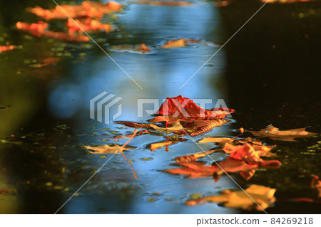 October Autumn Maple Leaf floating on water 84269218
