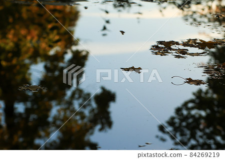 October Autumn Maple Leaf floating on water 84269219