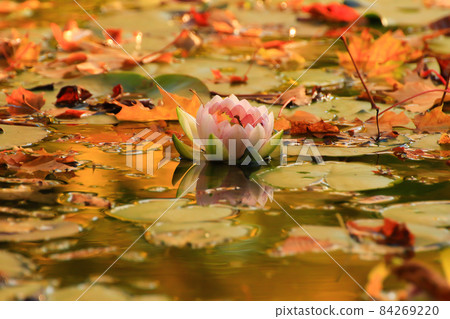 Picturesque leaves of water lilies and colorful maple leaves on water in pond, autumn season, autumn background 84269220