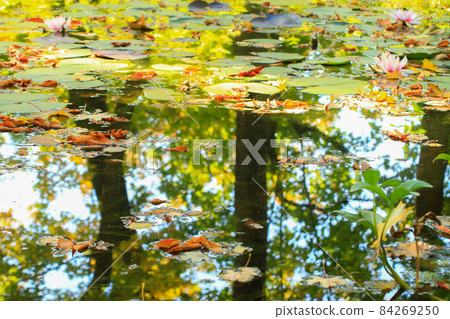 Picturesque leaves of water lilies and colorful maple leaves on water in pond, autumn season, autumn background 84269250