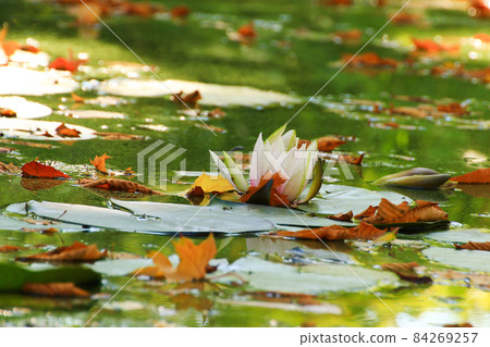 Picturesque leaves of water lilies and colorful maple leaves on water in pond, autumn season, autumn background 84269257