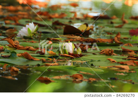 Picturesque leaves of water lilies and colorful maple leaves on water in pond, autumn season, autumn background 84269270