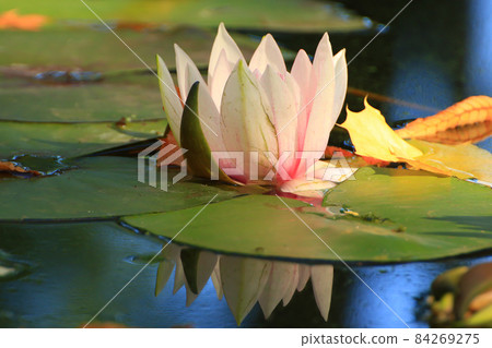 Picturesque leaves of water lilies and colorful maple leaves on water in pond, autumn season, autumn background 84269275