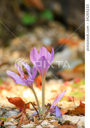 Crocus flower in the park in autumn season Crocus flower in the park in autumn season 84269283