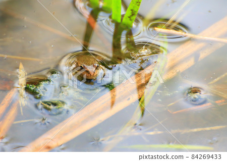Swamp vegetation at golden hour sunset. little frog emerging from water Swamp vegetation at golden hour sunset. little frog emerging from water 84269433
