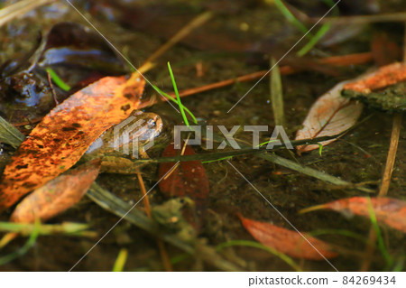 Swamp vegetation at golden hour sunset. little frog emerging from water 84269434