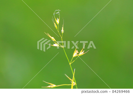 green grass and vegetation on the field 84269466